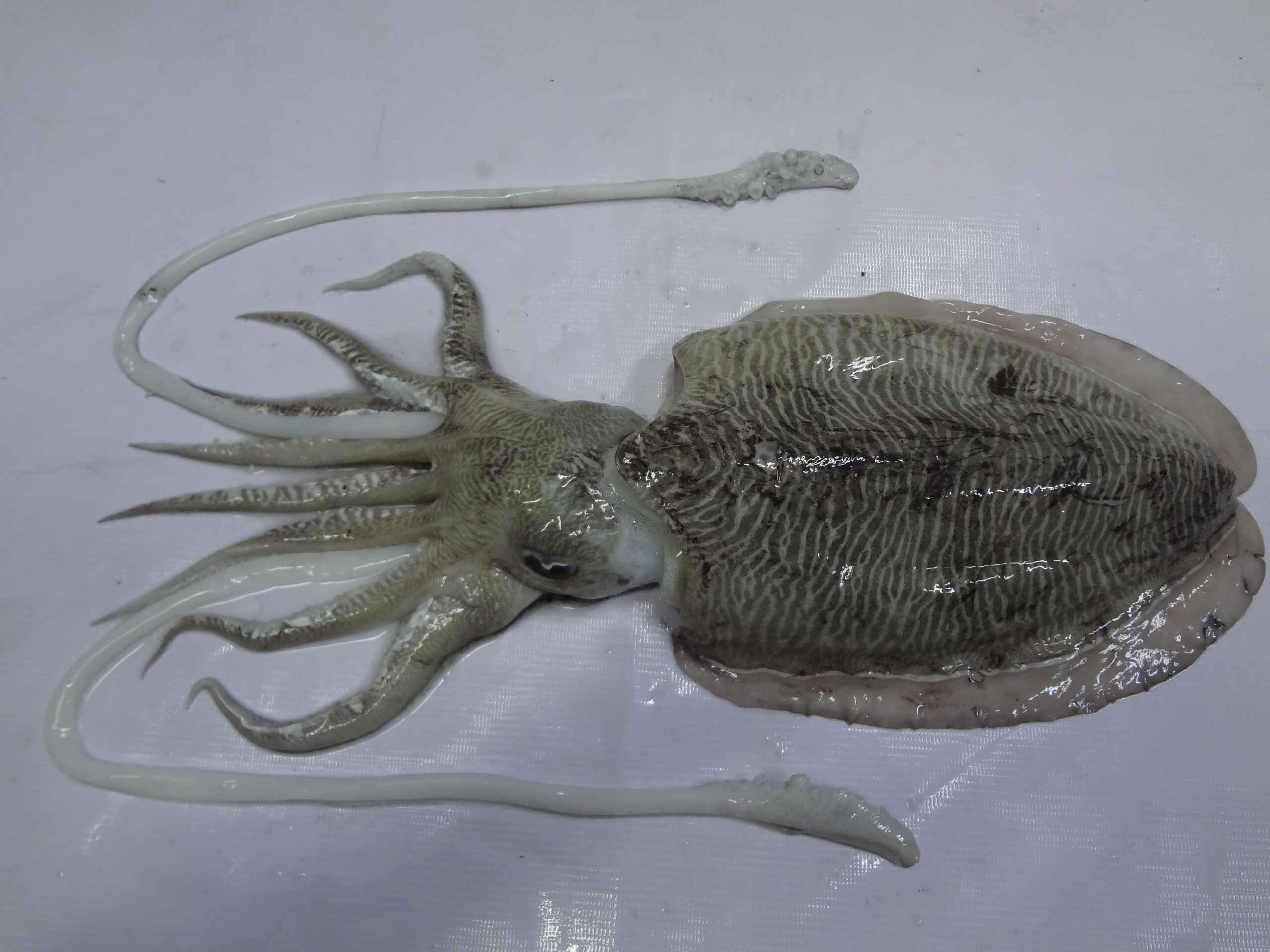 CUTTLEFISH