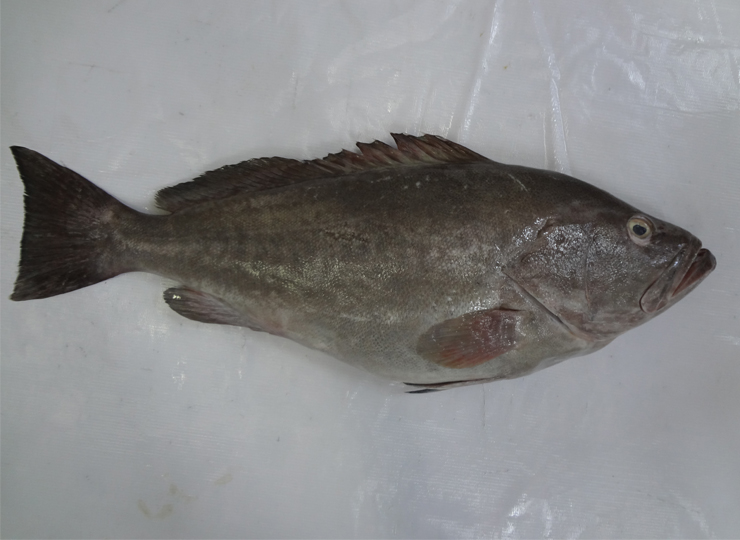 GROUPER