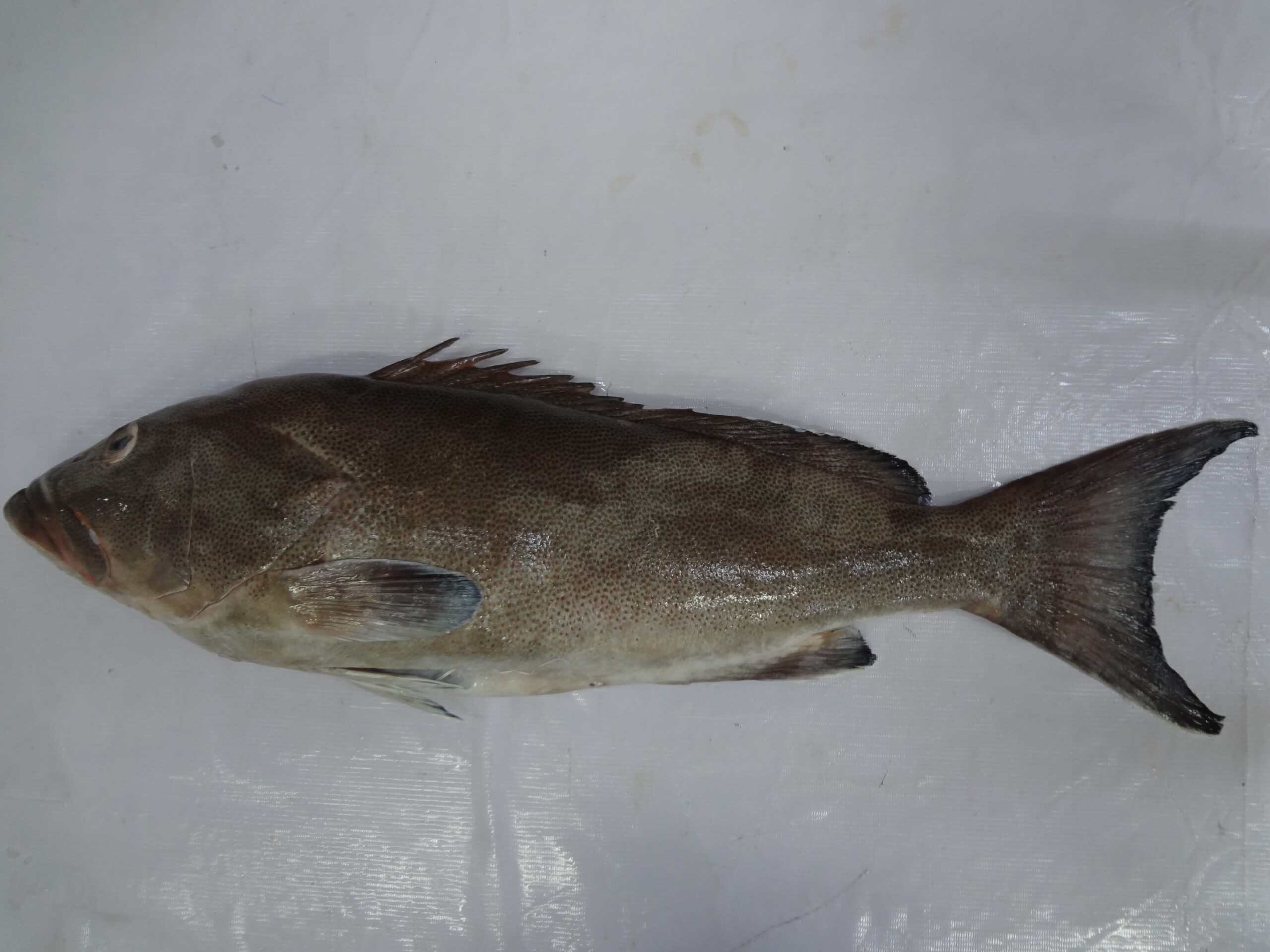 GROUPER