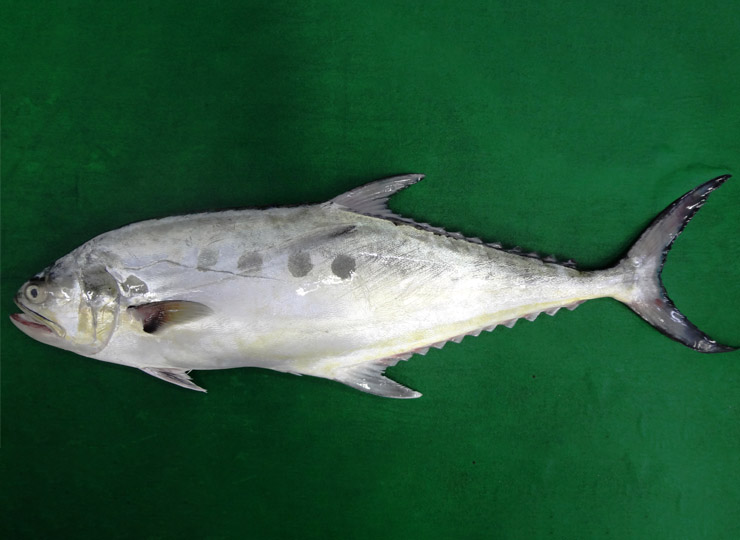 QUEENFISH