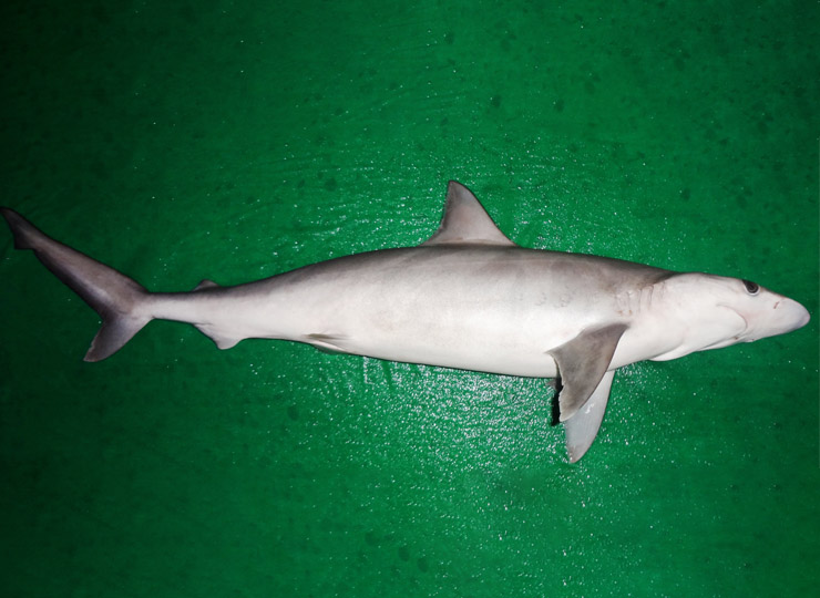 SHARK