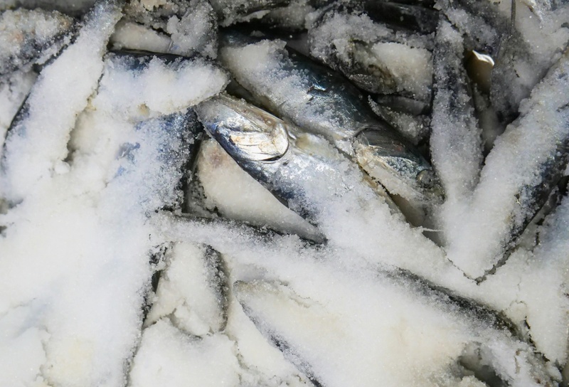 Frozen processing
